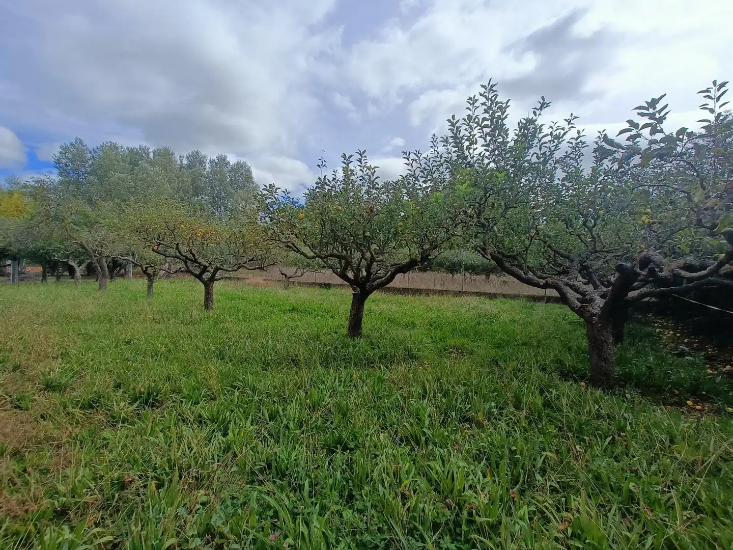Wohnbaugrundstück zum Verkauf in Calle CACHAN-VR, imagen 8