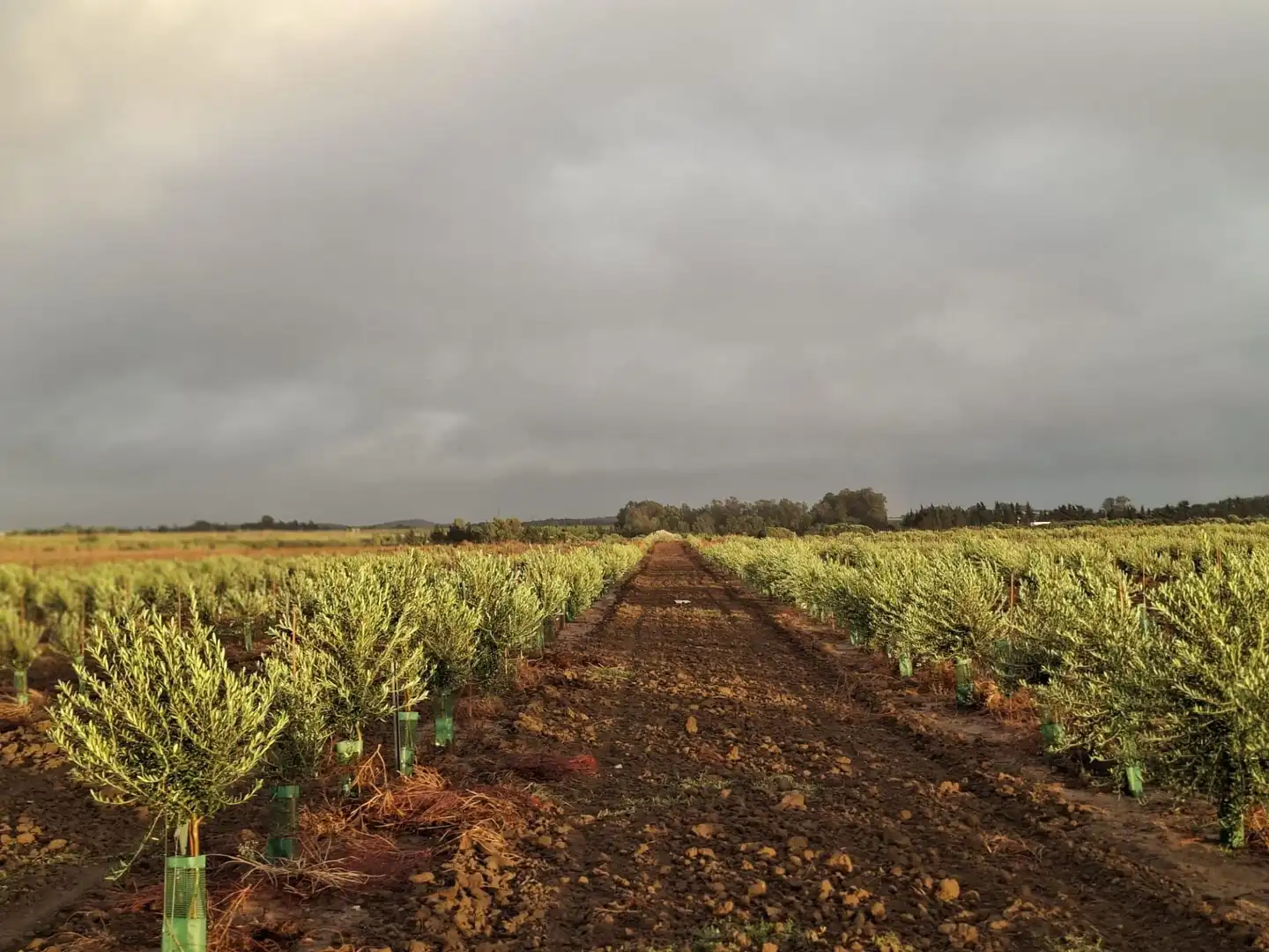 Exterior view of Country homes for sale in Chiclana de la Frontera  with Private garden