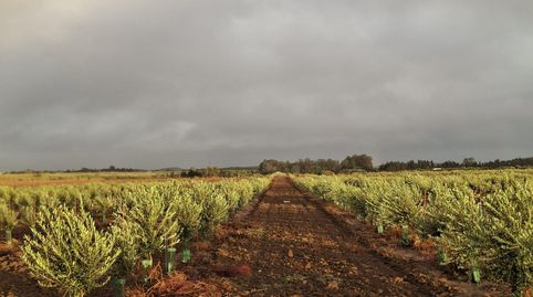 Foto 5 de Finca rústica en venda a Pelagatos - Pago del Humo, Chiclana de la Frontera
