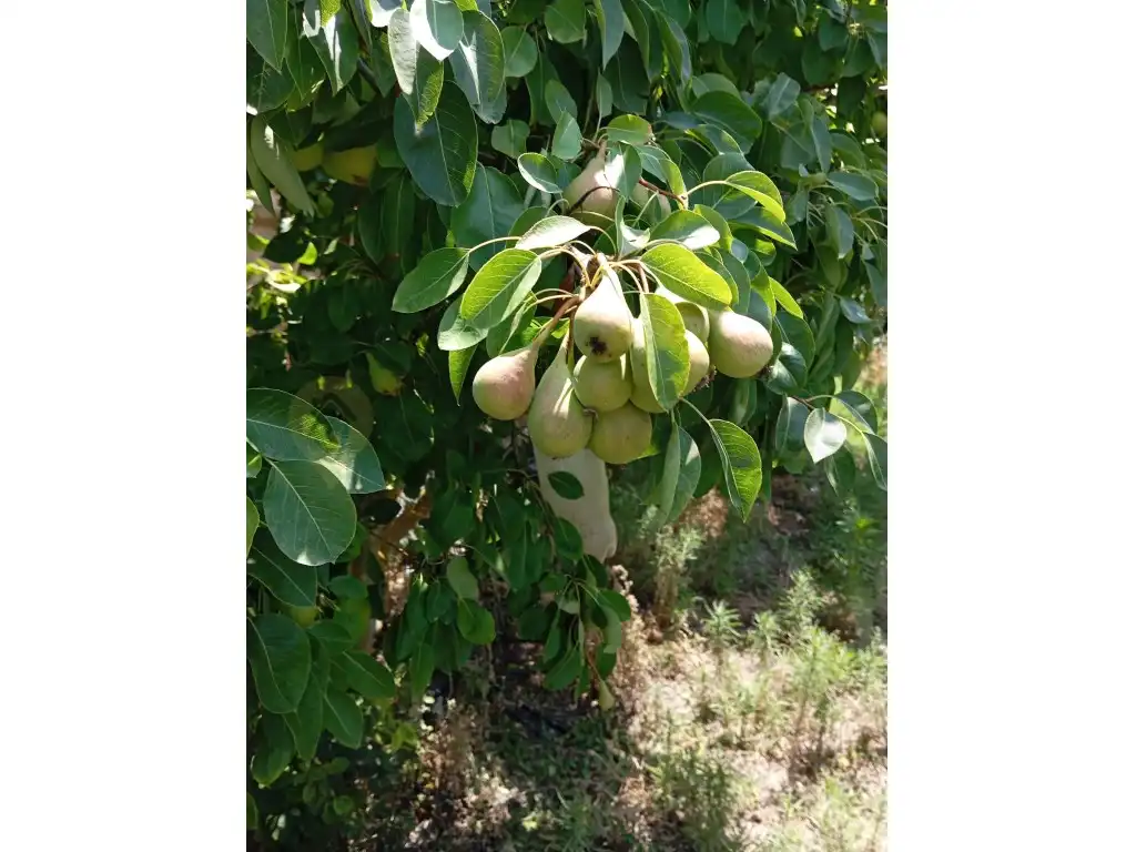 Jardín de Casa o chalet en venta en Chipiona