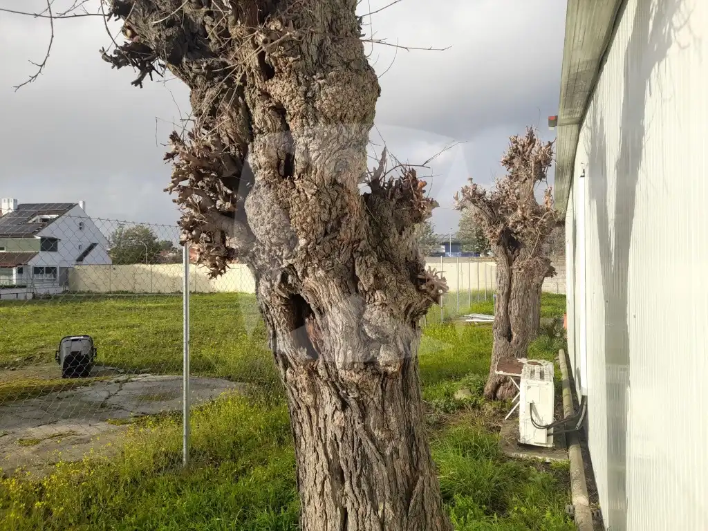 Jardí de Casa o xalet en venda en Badajoz amb Aire condicionat, Jardí privat i Traster