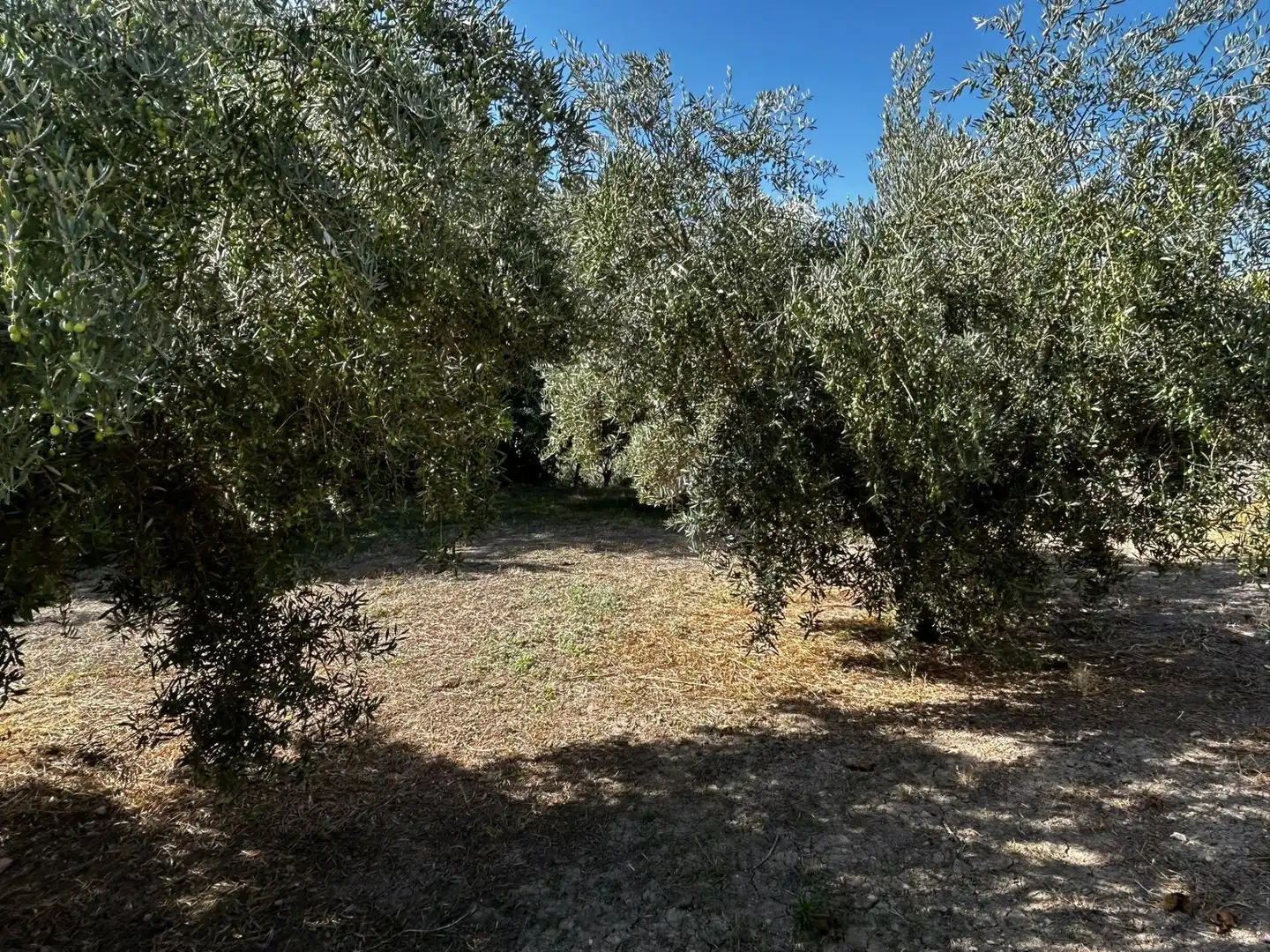 Terreni e lotti in vendita a Calicasas, imagen 2