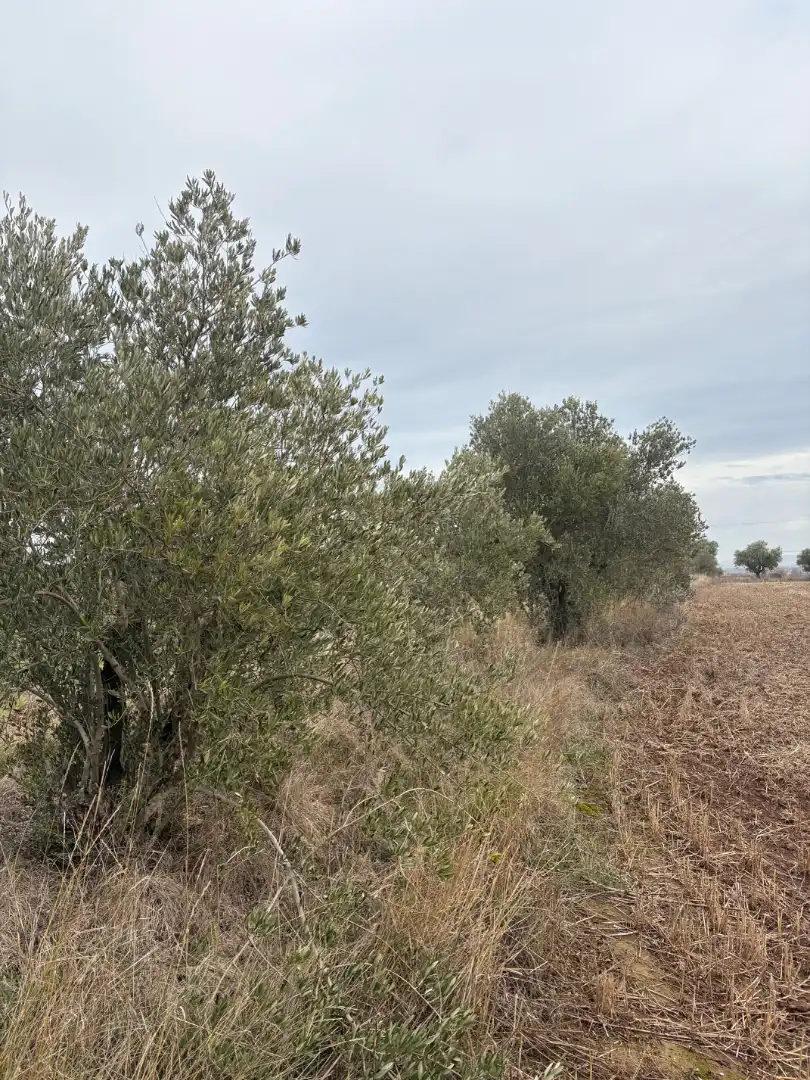 Terrenys i solars en venda a Alberite, imagen 2
