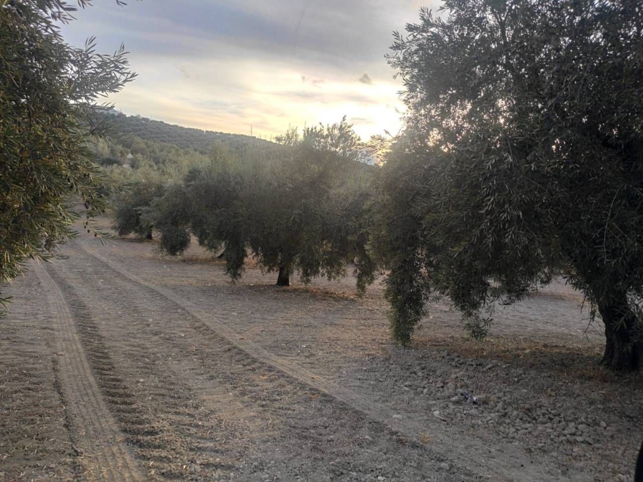 Grundstücke zum verkauf in Doña Mencía