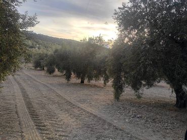 Rustikales Grundstück zum Verkauf in Calle TERMINO DE DOÑA MENCIA 01