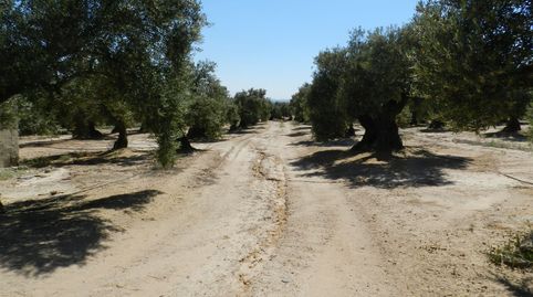 Finca de olivos entre Bailen y Andújar, immagine 4