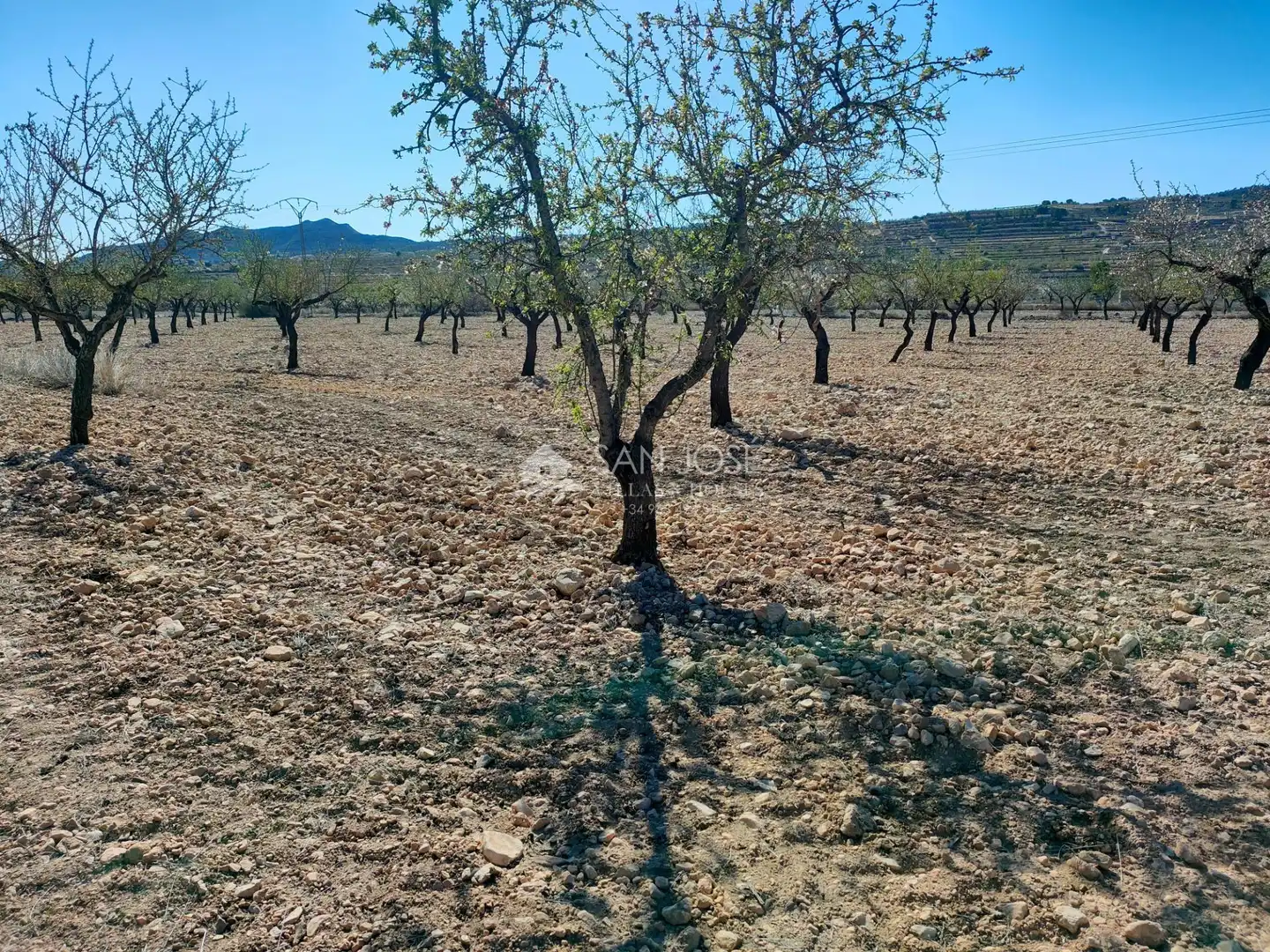 Terreno rustico in vendita a La Murada - Los Vicentes, imagen 6