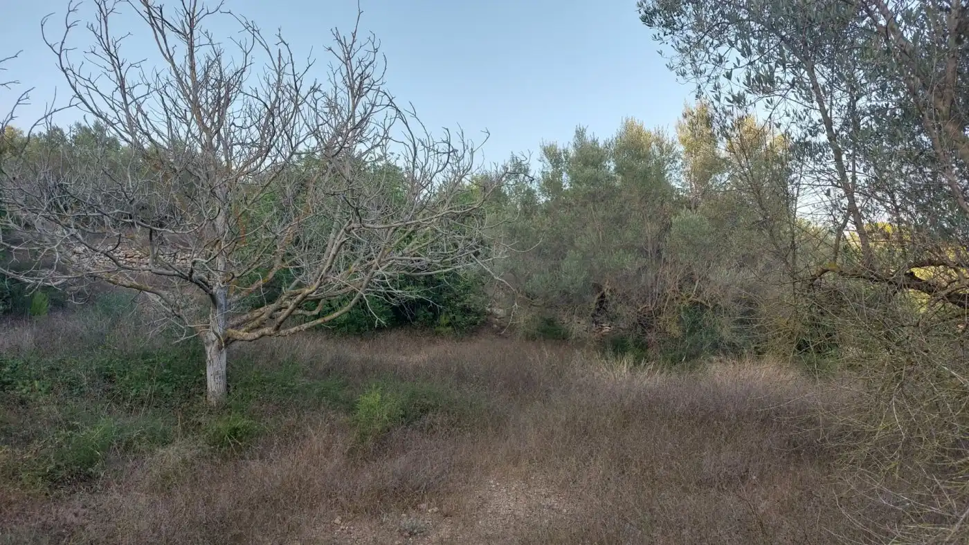 Terreno rustico in vendita a El Perelló, imagen 9