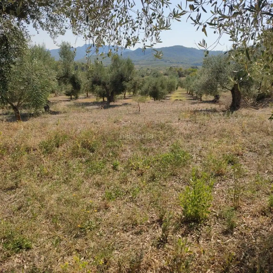 Rural land for sale in Carrer de la Muntanya 1, imagen 21
