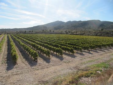 Rural land for sale in Monóvar  / Monòver