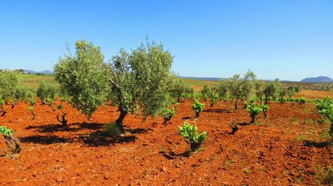 Espectacular Finca de 120 Ha en Tierra de Barros Máxima Rentabilidad Agrícola, immagine 4