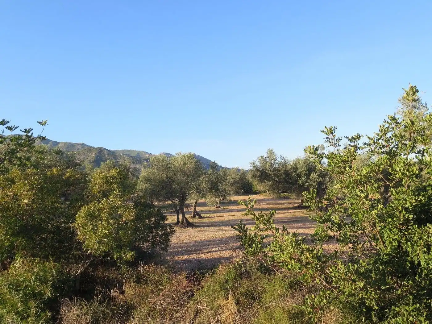 Terrain résidentiel à vendre à Xerta, imagen 11