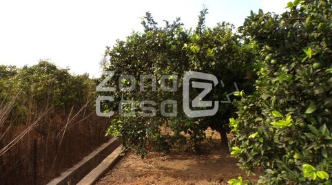 Terreno agrícola con naranjos Navelina en Carcaixent, imatge 5