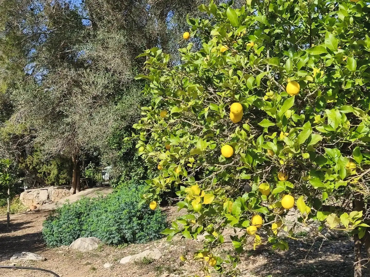 Casa con jardín en venta en Alfara de Carles, imagen 8