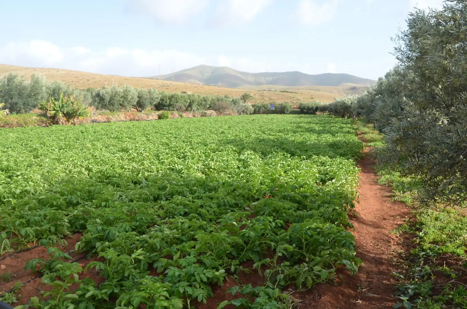 Jardí de Finca rústica en venda en Pájara amb Jardí privat, Terrassa i Traster
