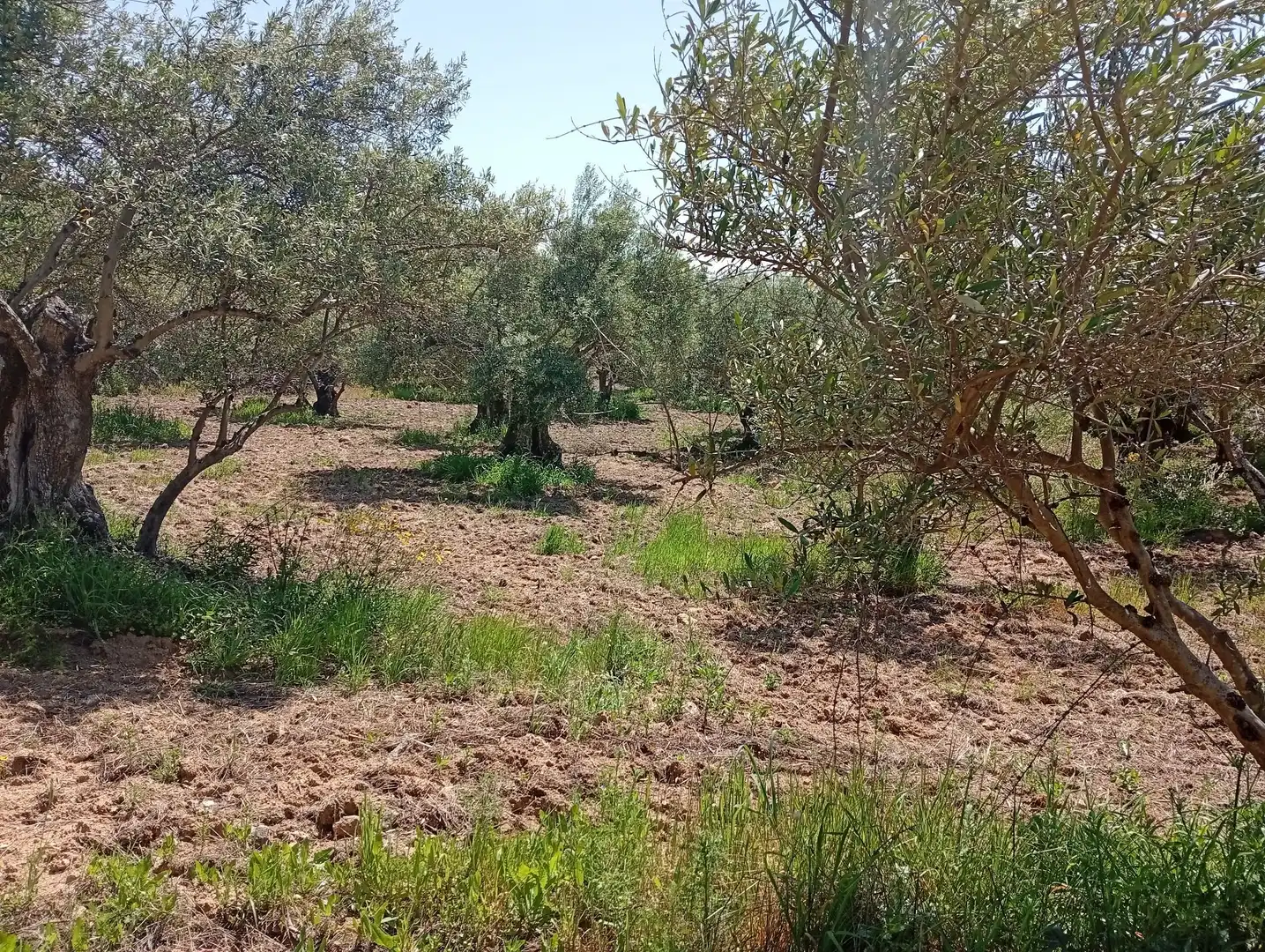 Terreni e lotti in vendita a Villanueva de la Vera, imagen 15