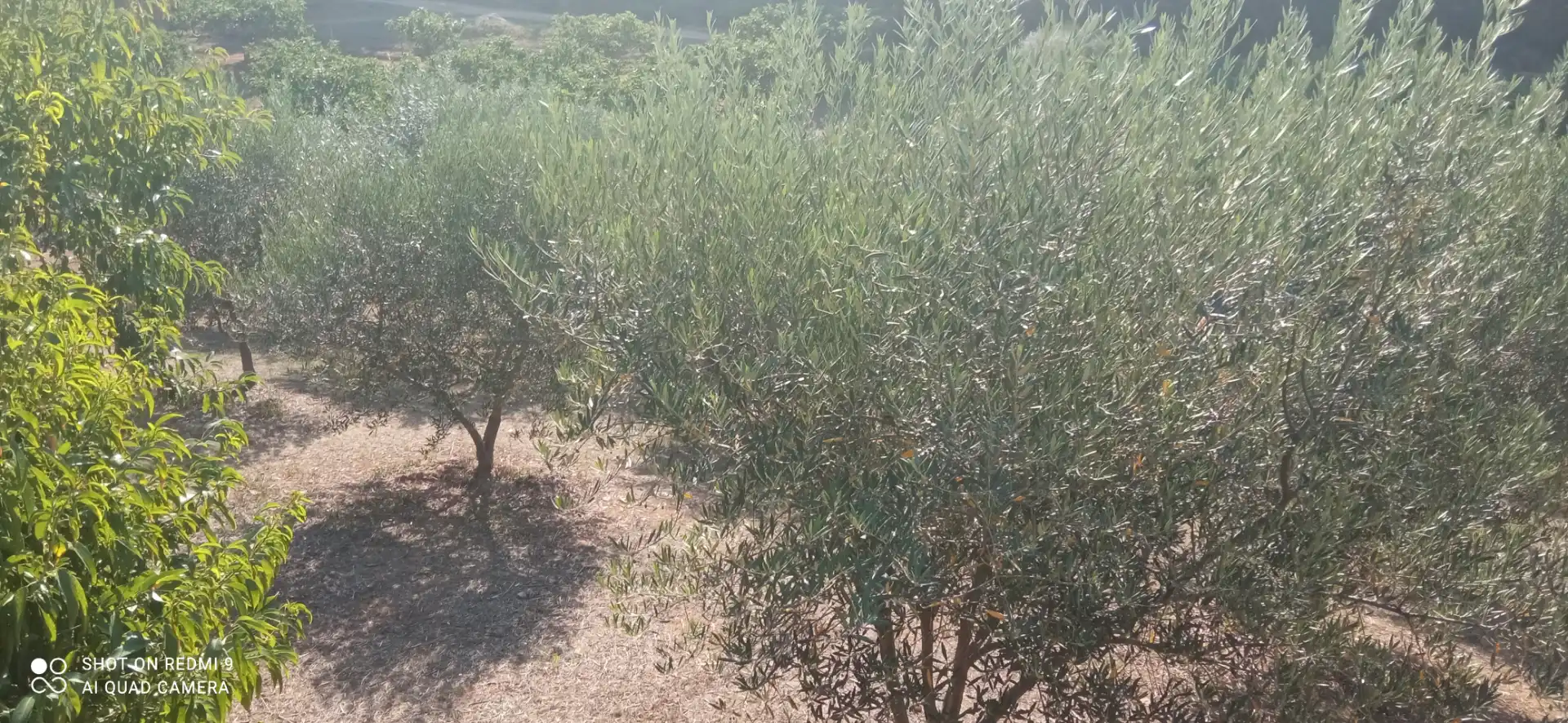 Terreno rustico in vendita a Candeleda, imagen 4