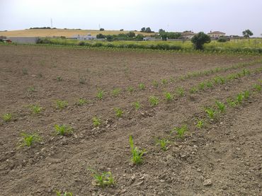 Terreno rustico in vendita a Callejón de Borreguitos