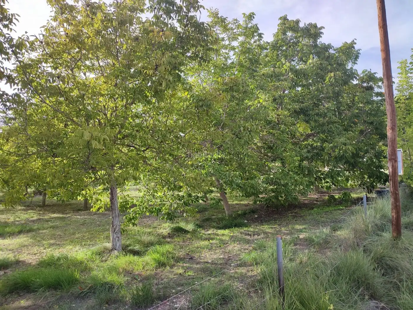Terrain rustique à vendre à Plaça Numero 20 256, imagen 4