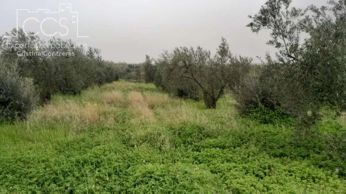 Terreni e lotti in vendita a Almonte ciudad, imagen 4