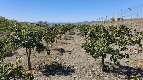 Foto 5 de Terreno en venta en Arrabal Arroyo Primero, Norte - Barrio del Pilar - El Reñidero, Vélez-Málaga