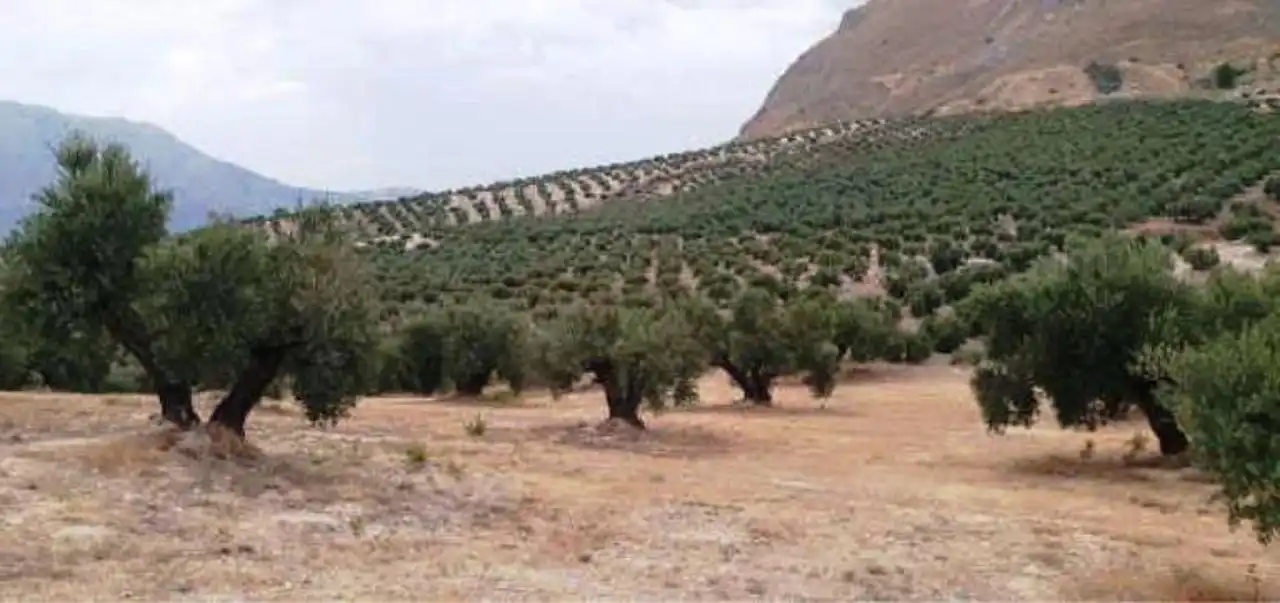 Rural land for sale in Bedmar y Garcíez, imagen 3