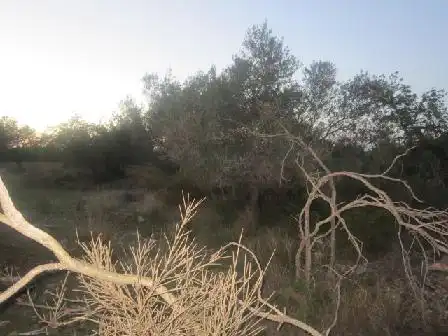 Terreno en venta en Benicarló