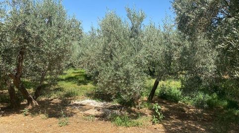 Foto 5 de Finca rústica en venda a Pago del Miércoles, Gójar, Granada