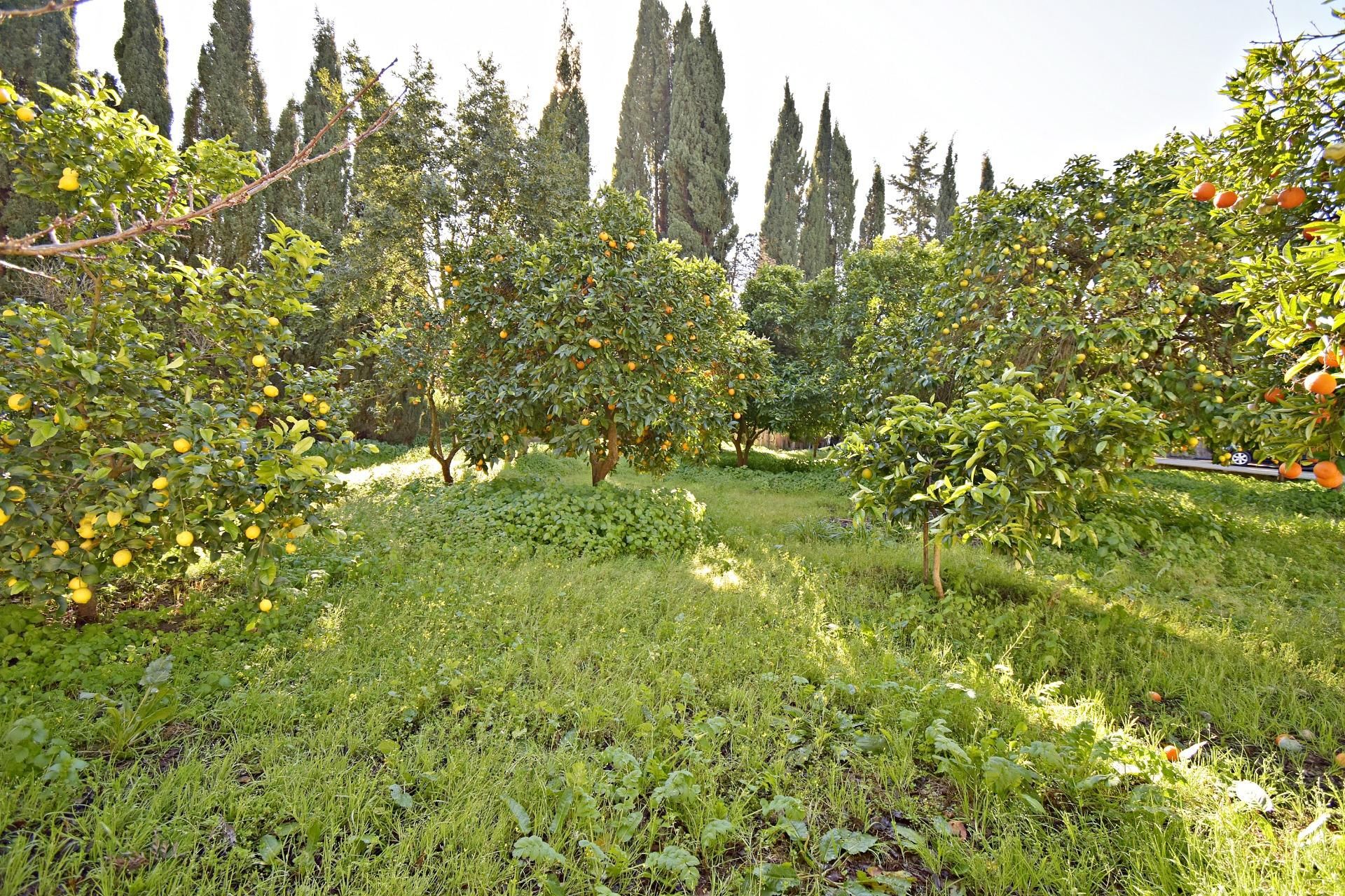 Jardí de Finca rústica en venda en Jerez de la Frontera amb Aire condicionat, Jardí privat i Traster