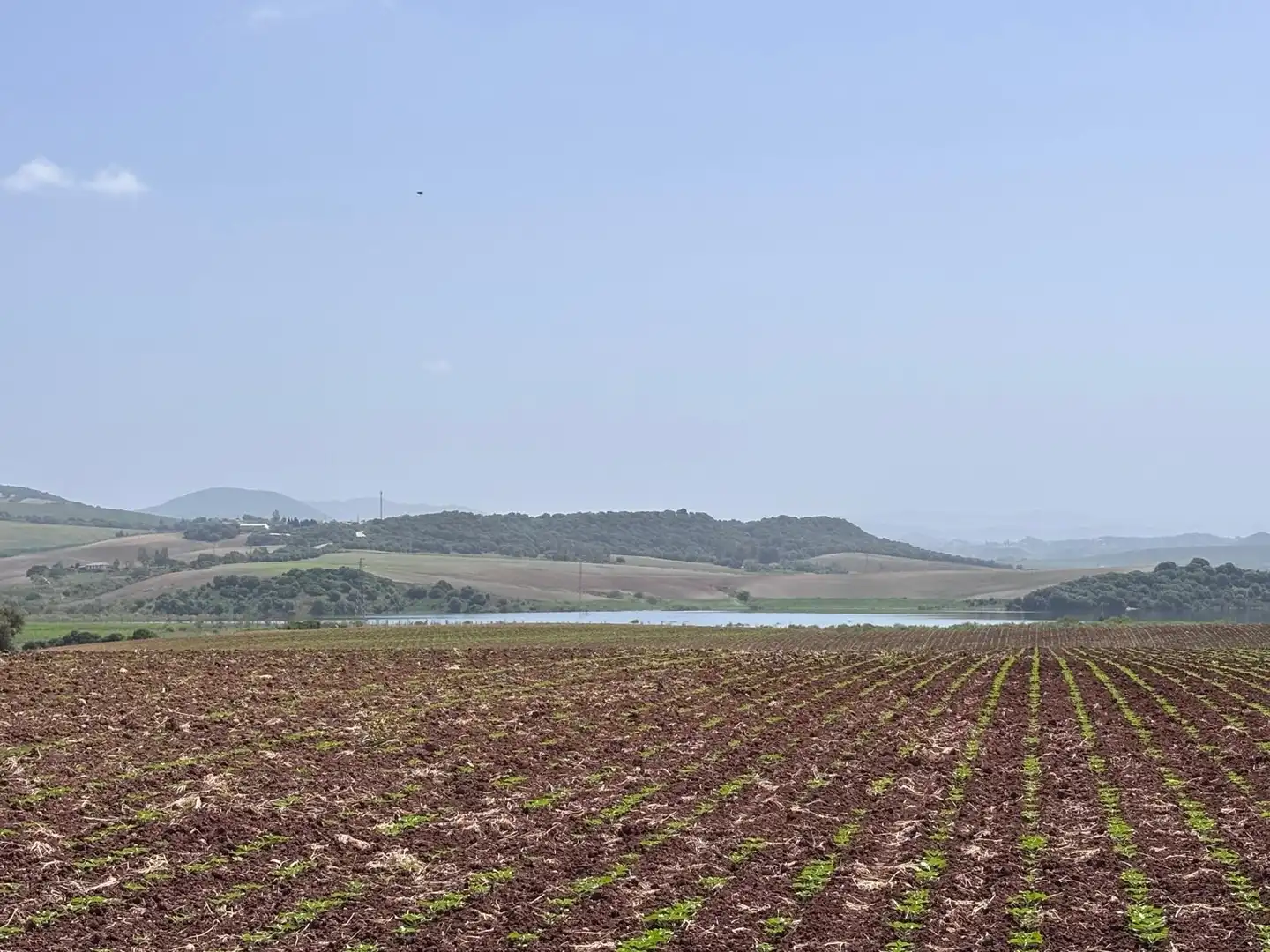 Terreny rústic en venda a Arcos de la Frontera, imagen 13