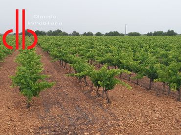 Terreno rustico in vendita a Tomelloso