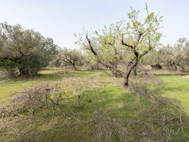 Terreno rústico en venta en Mas de Barberans