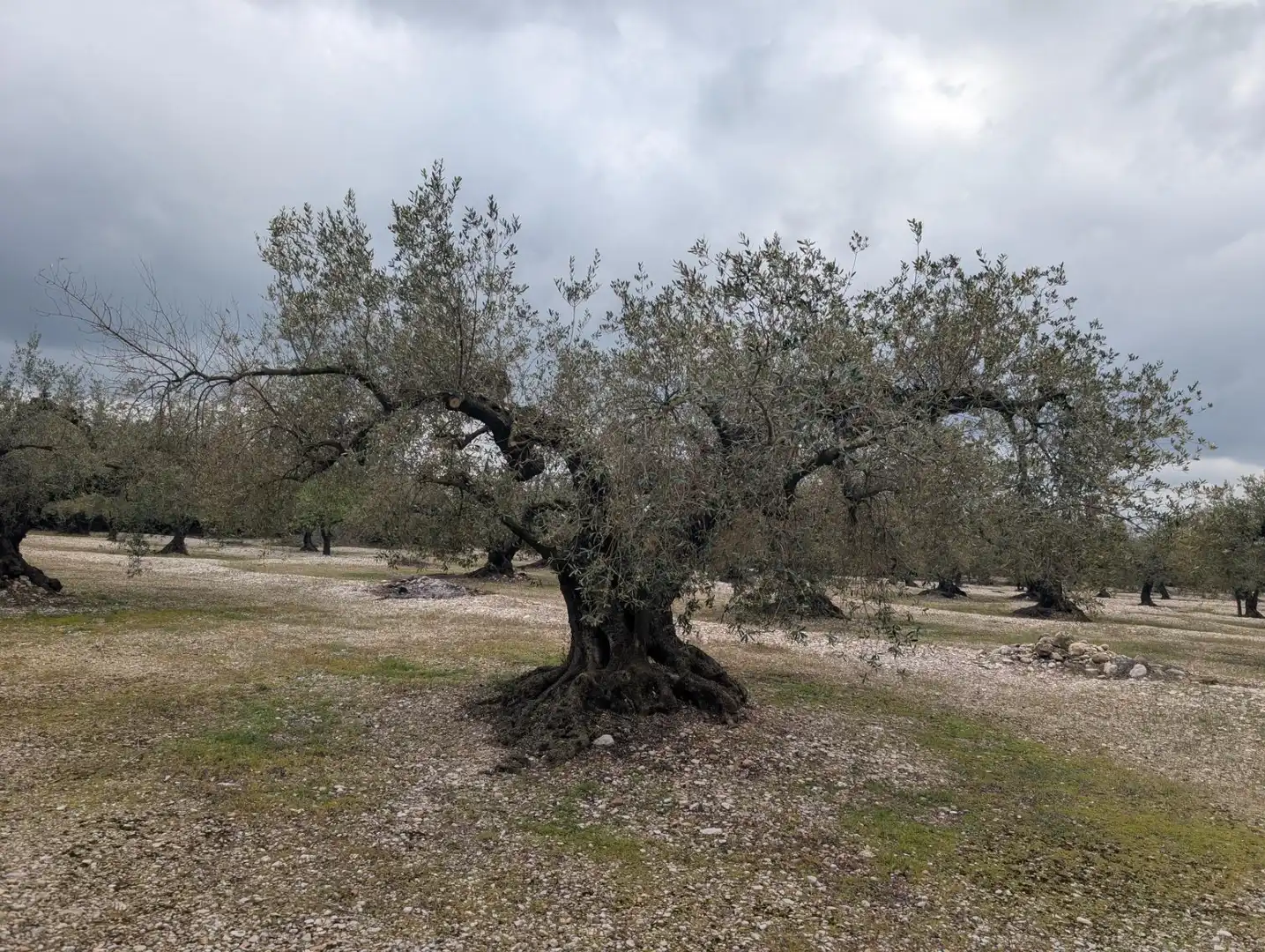 Garten von Grundstücke zum Verkauf in Traiguera