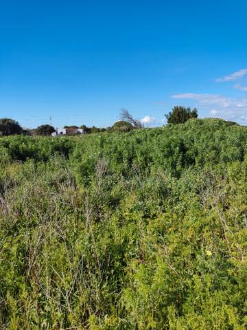 Terreno en Venta en Calle en Barrio Nuevo