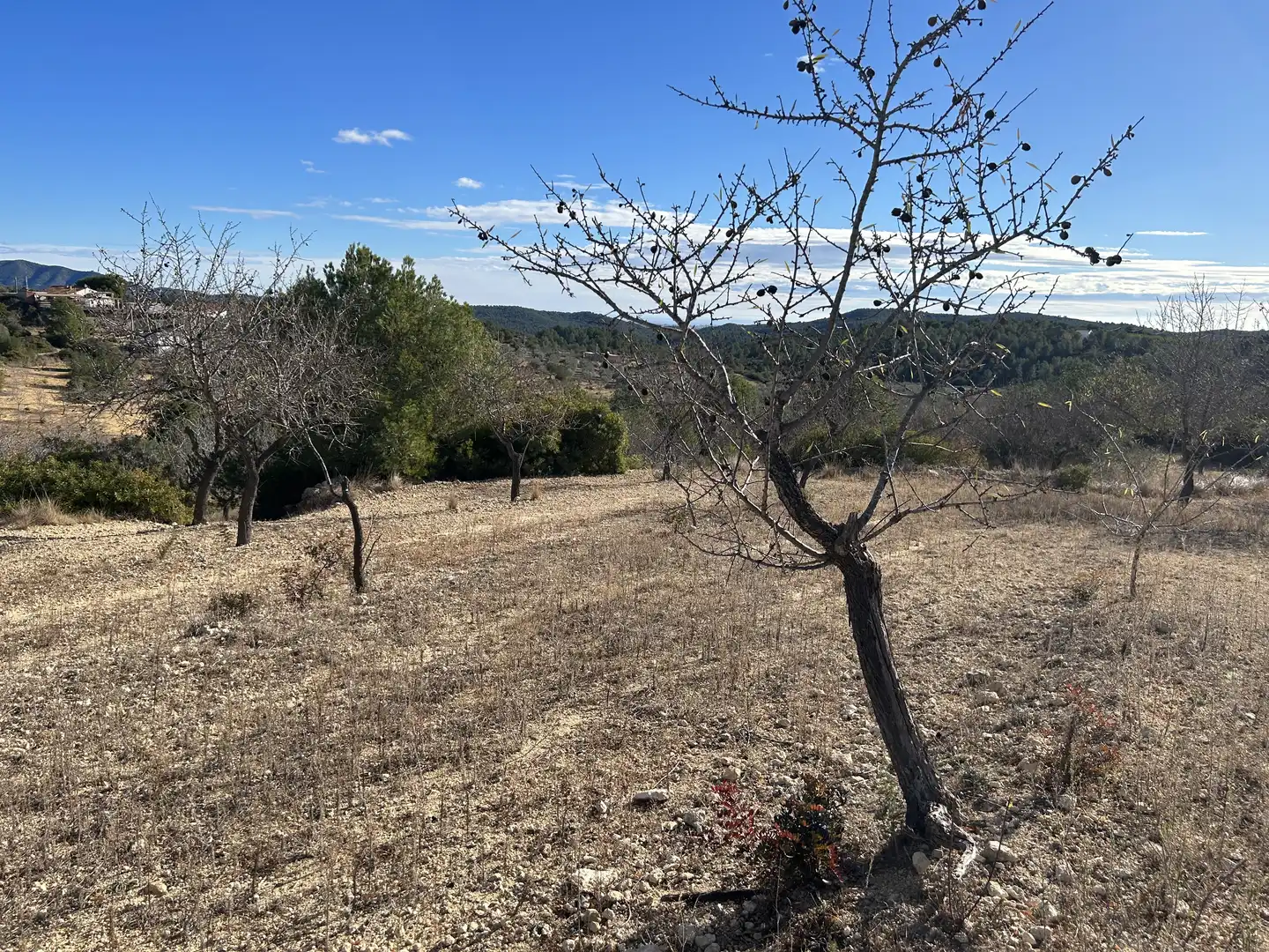Rural land for sale in Les Coves de Vinromà, imagen 3