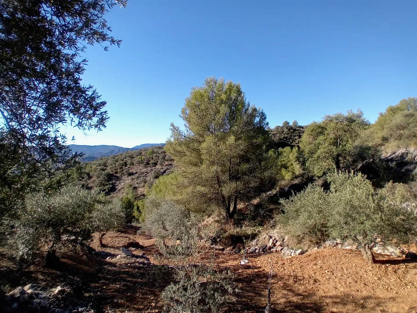 Rural land for sale in Yunquera