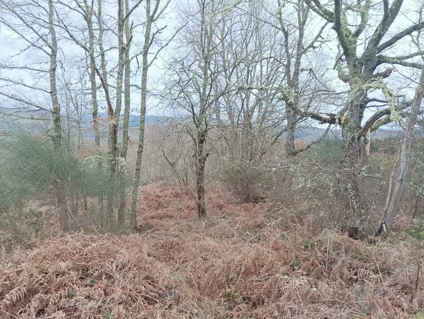 Finca rústica en venta en Becerreá