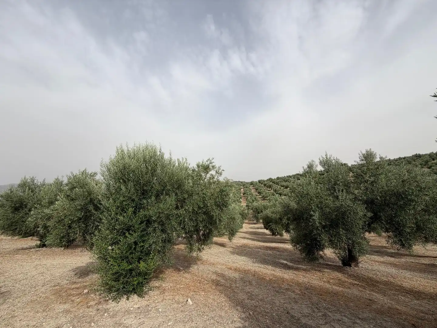 Rural land for sale in Iznalloz, imagen 5