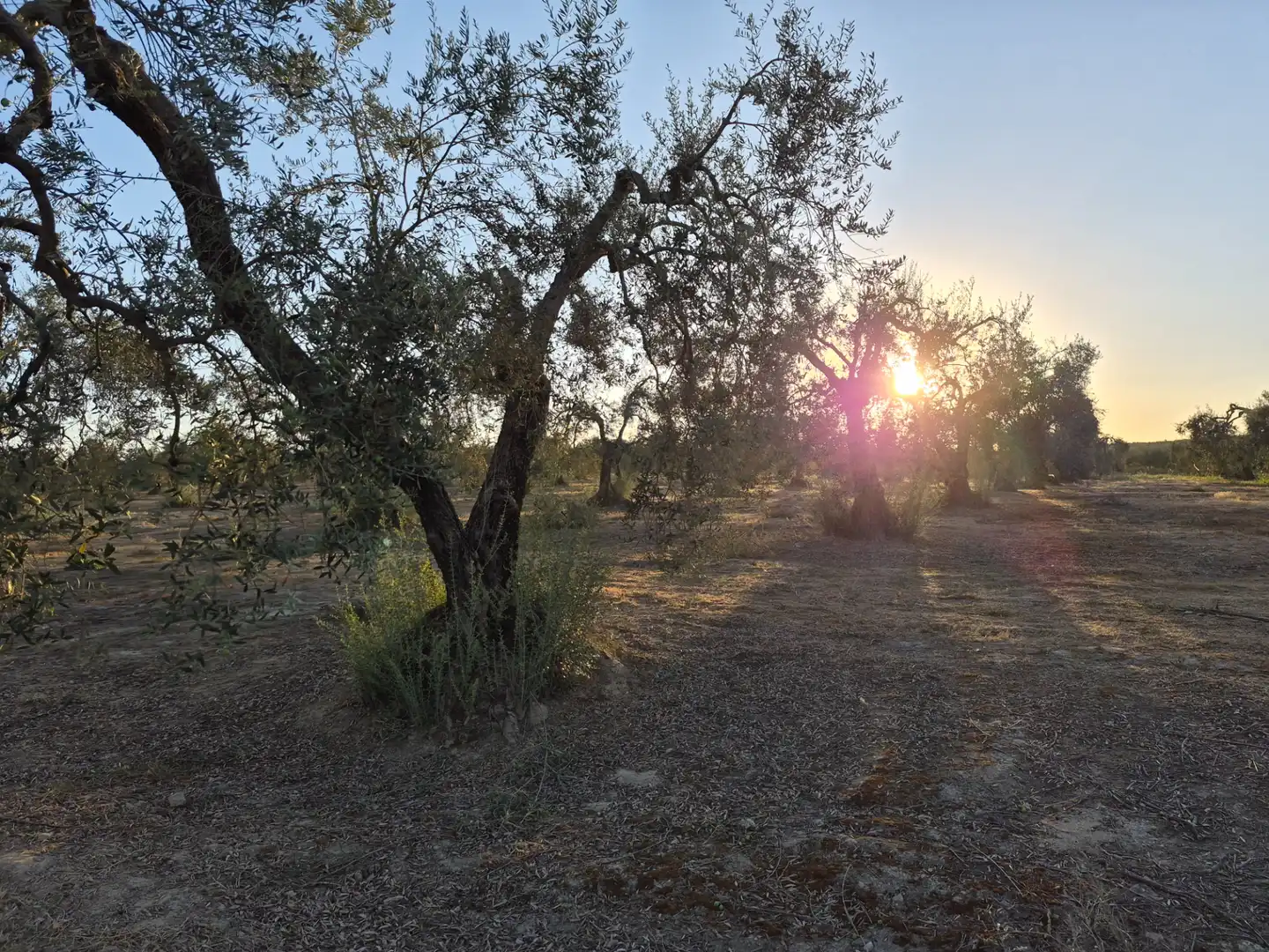 Rustikales Grundstück zum Verkauf in Espartinas Pueblo, imagen 2