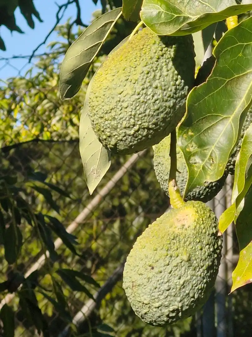 Jardí de Finca rústica en venda en Motril amb Terrassa i Piscina