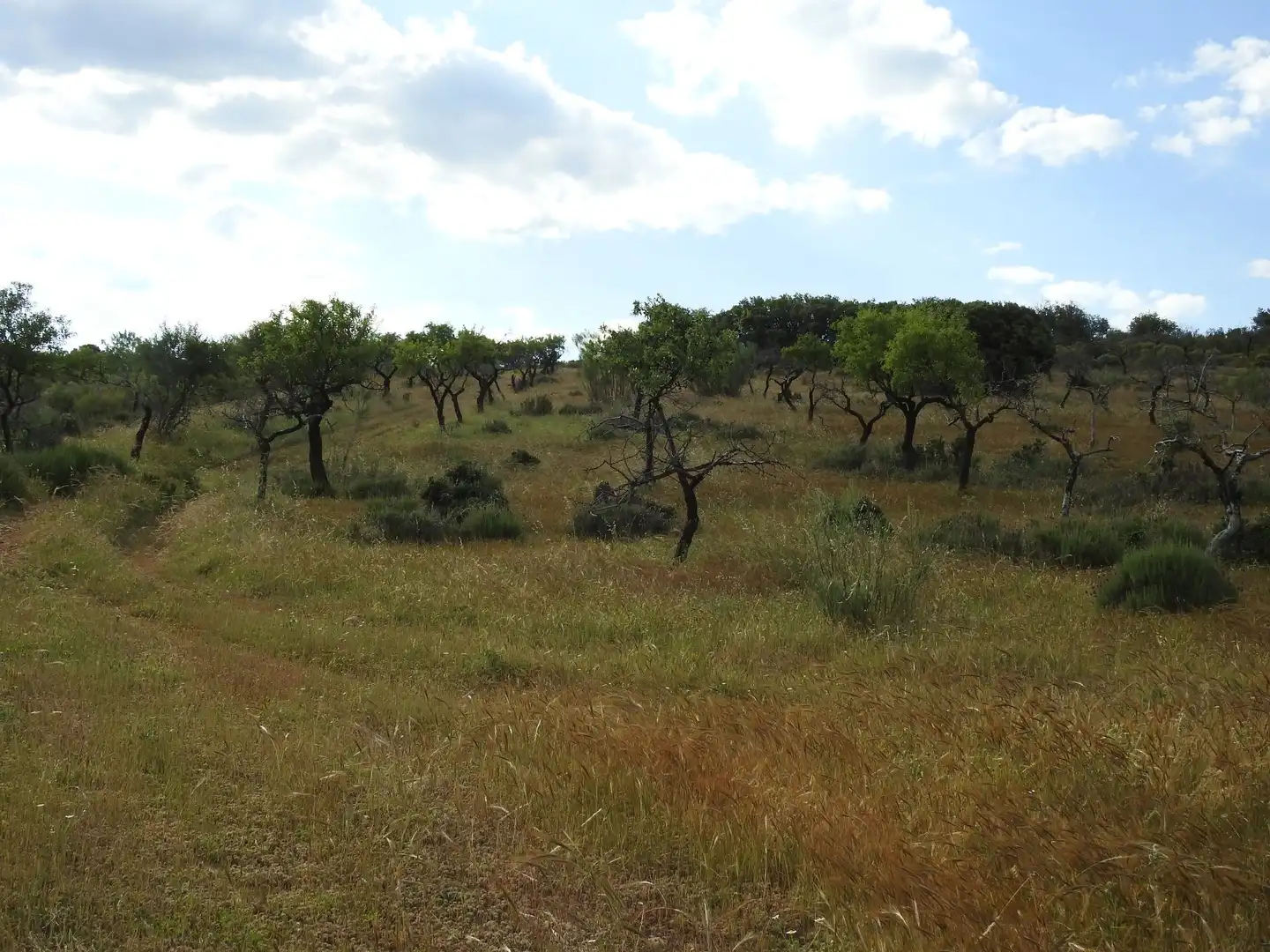 Land for sale in Belvís de la Jara
