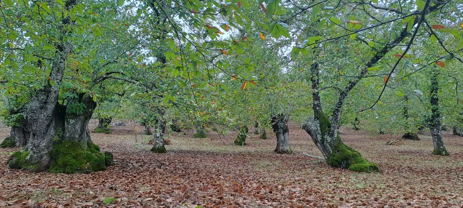 Country homes for sale in Los Marines