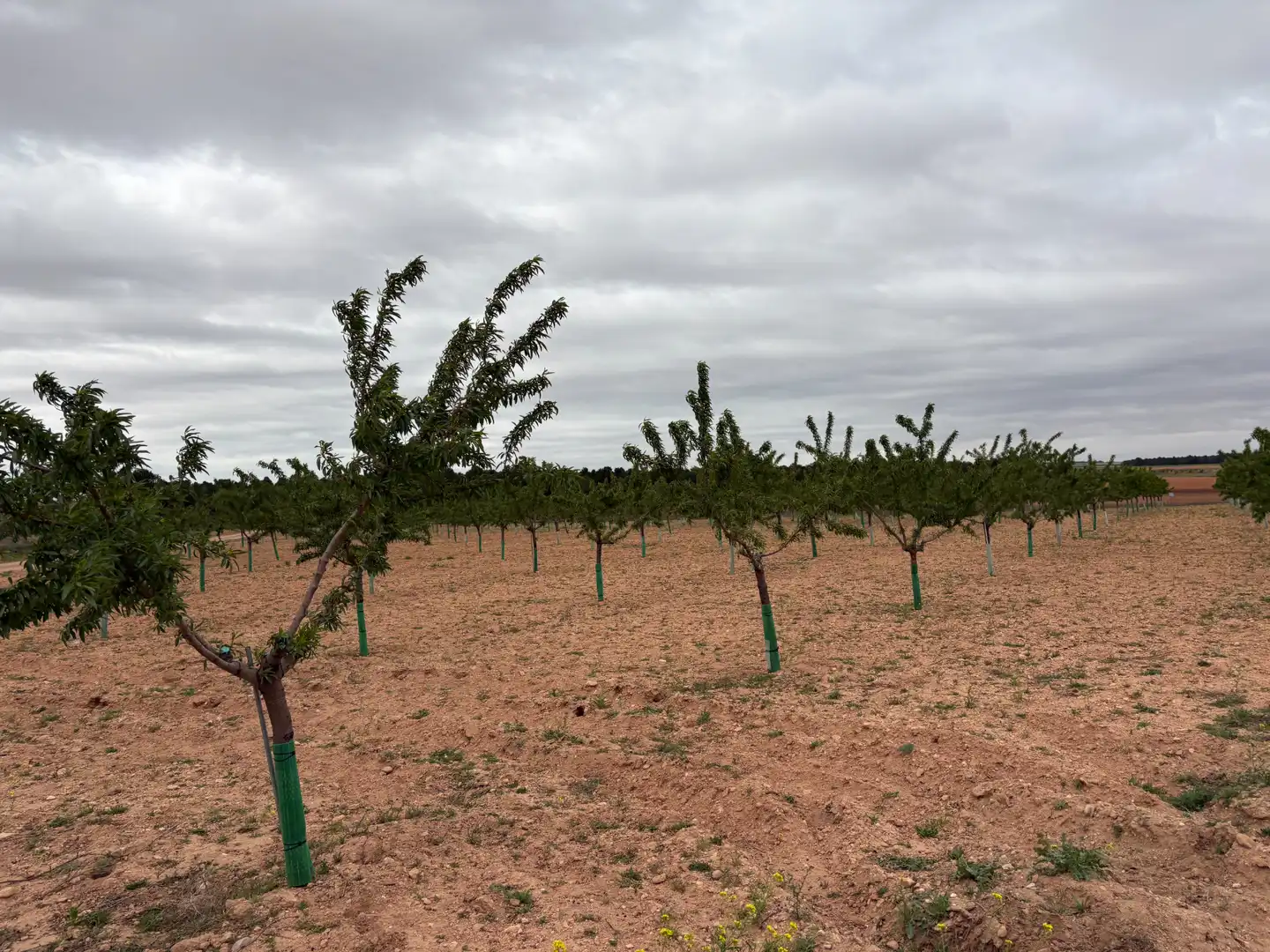 Rural land for sale in El Bonillo, imagen 2