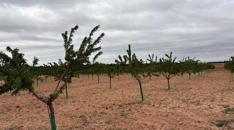 se vende parcela de almendros en producción, immagine 2
