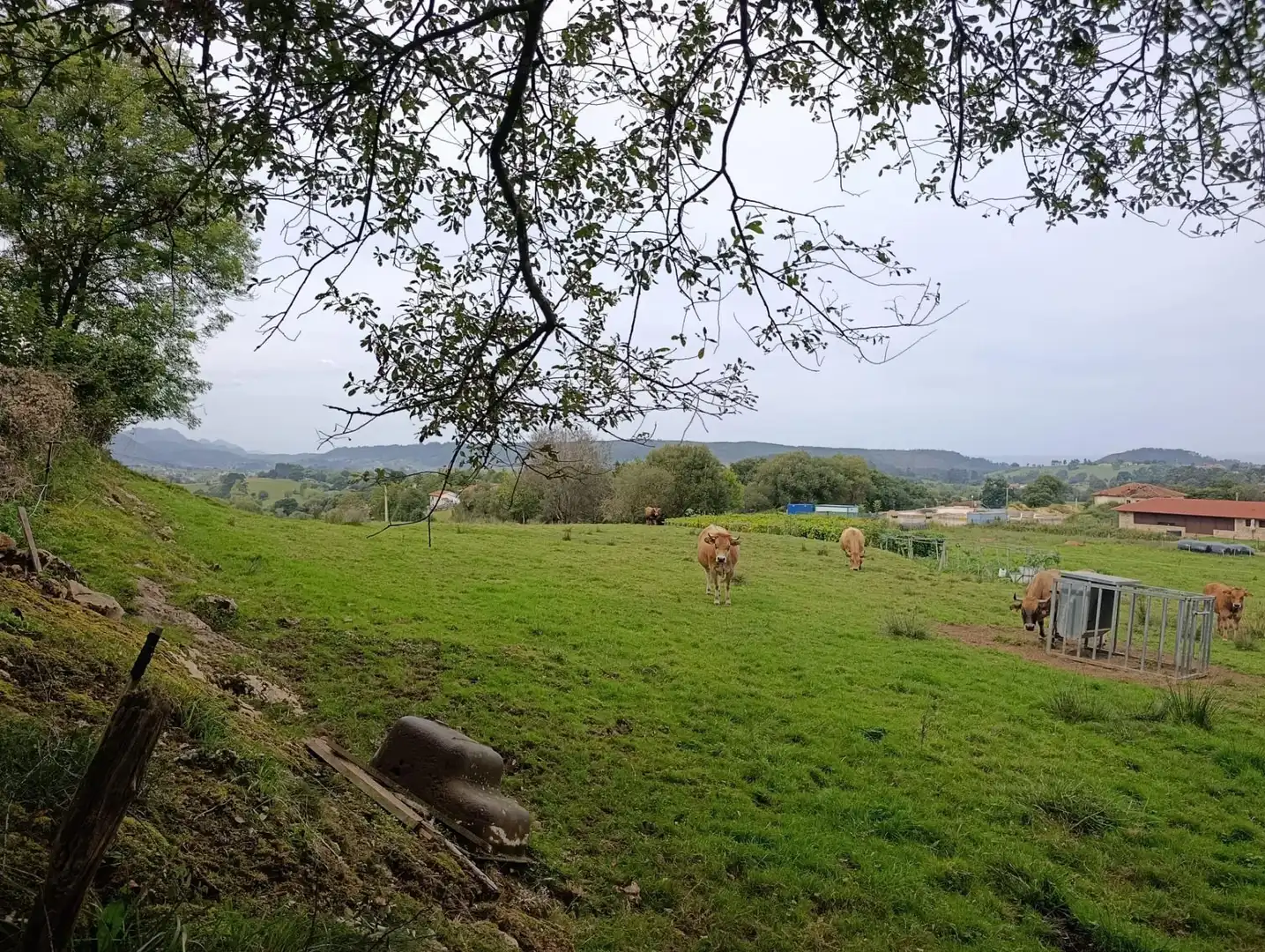 Rustikales Grundstück zum Verkauf in Carretera Piñera (Noriega) 0, imagen 56