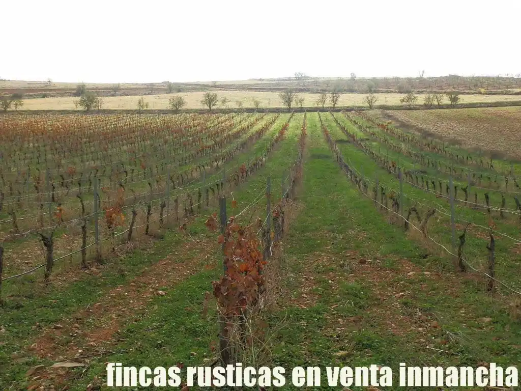 Rural land for sale in Valdepeñas, imagen 8