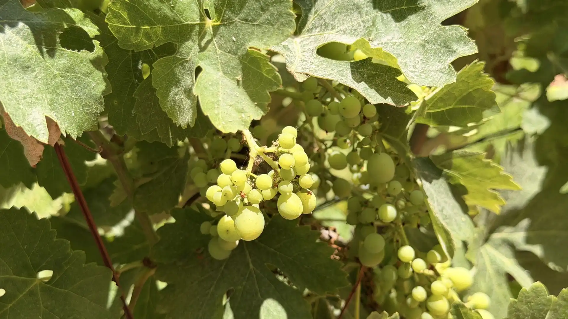 Finca rústica en venta en Centro