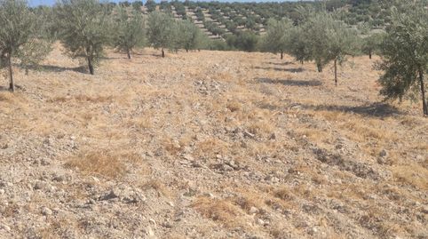 Foto 5 de Terreny en venda a Baena, Córdoba