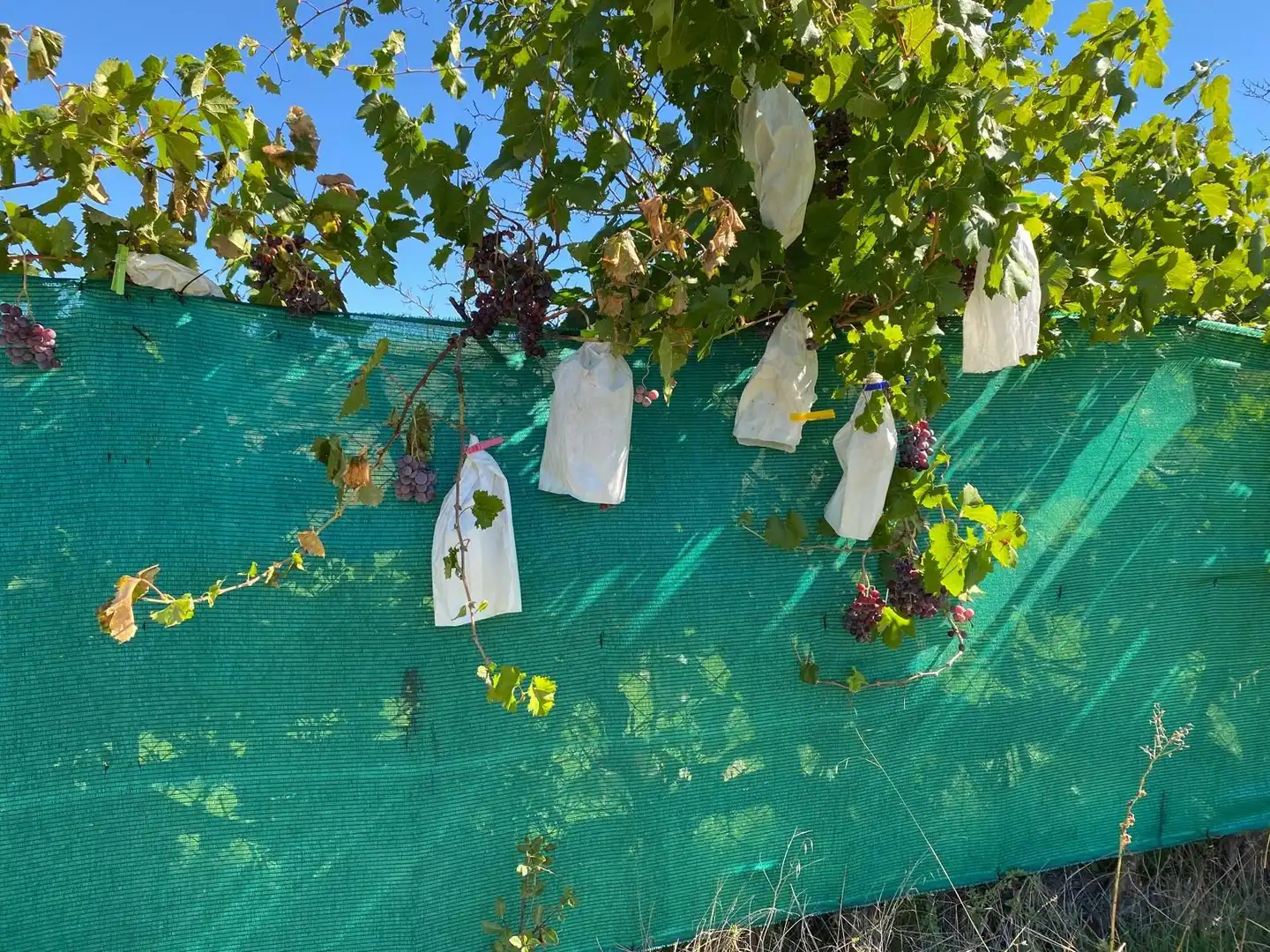 Jardín de Terreno en venta en Escopete