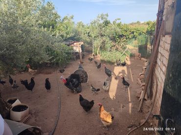 Terreny rústic en venda a Montoro
